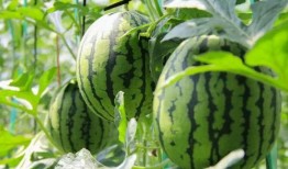 重庆吃瓜的群微信免费,揭秘山城美食圈，免费畅享微信美食盛宴