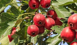 山楂加工爆料视频大全图片,从采摘到成品，一图览尽美味诞生记