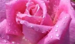 水晶玫瑰最新爆料图片欣赏,揭秘神秘花语与独特魅力