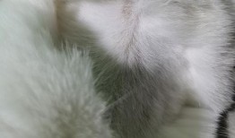 宠物博主爆料视频大全,萌宠日常大揭秘