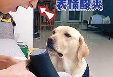 宠物博主爆料视频大全,萌宠日常大揭秘