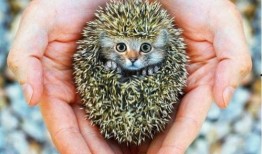 广告圈内部爆料八卦是什么,内部爆料八卦大揭秘