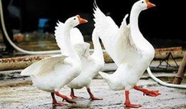 吃瓜鹅爆料视频大全,揭秘娱乐圈幕后真相