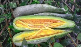 洛杉矶网红吃瓜事件,一场网络舆论的狂欢与反思