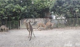 天津动物园爆料新闻视频,神秘动物亮相引游客热议