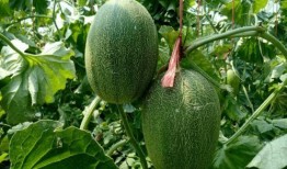 重庆吃瓜的群微信免费,揭秘山城美食圈，免费畅享微信美食盛宴