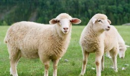 圈内八卦爆料吃瓜小绵羊,小绵羊吃瓜背后的惊人真相