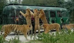 天津动物园爆料新闻视频,神秘动物亮相引游客热议