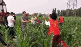 霸州最新的瓜爆料,揭秘背后惊人真相