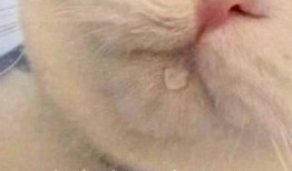 娱乐吃瓜社小鸡嘴,娱乐圈幕后那些事儿