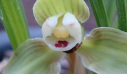 软梅最新爆料,揭秘娱乐圈最新动态与幕后故事