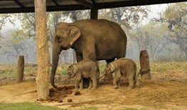 顶楼里的大象在线观看,在线揭秘神秘生物之谜