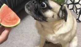 如何免费获得吃瓜表情包,轻松免费制作专属吃瓜表情包攻略