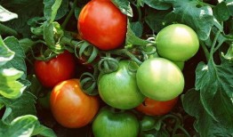 番茄免费小说吃瓜系统文,吃瓜系统文，带你领略另类趣味