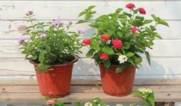 老胜足球爆料视频最新,揭秘最新赛事内幕与精彩瞬间